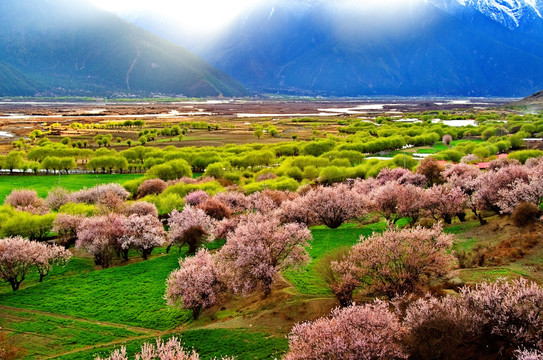 林芝桃花沟