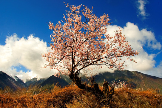 林芝桃花沟