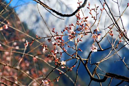 林芝桃花