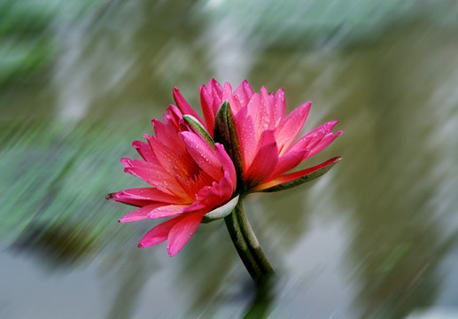 莲花