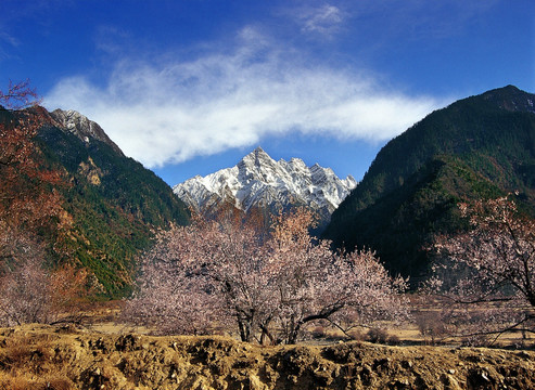 西藏林芝桃花沟