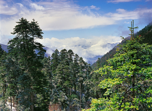 西藏林芝色季拉山