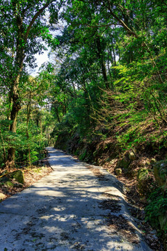 树林小道 树林山路 山林小路