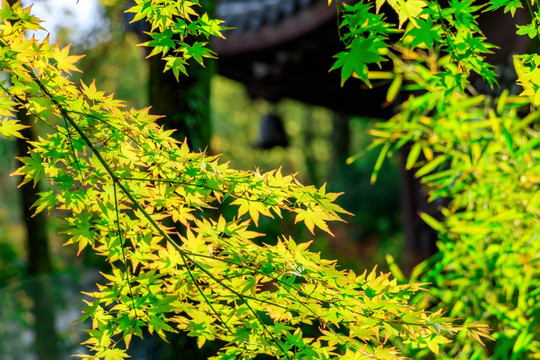 嫩叶光影 鸡爪槭 落叶小乔木