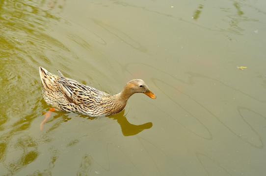 水中鸭子
