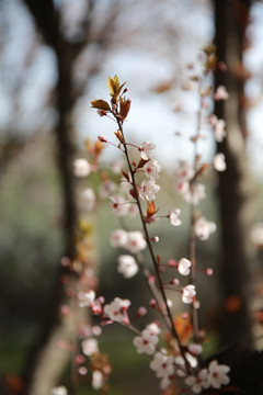 紫叶李