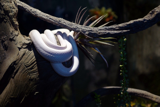 蛇 冷血动物 泰国 展览 展示