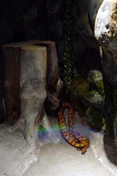 蛇 冷血动物 泰国 展览 展示