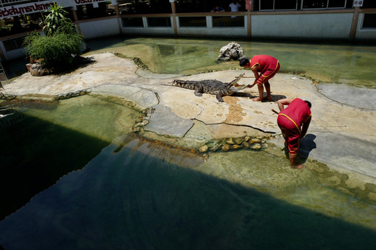 鳄鱼表演 驯兽 泰国曼谷 民俗