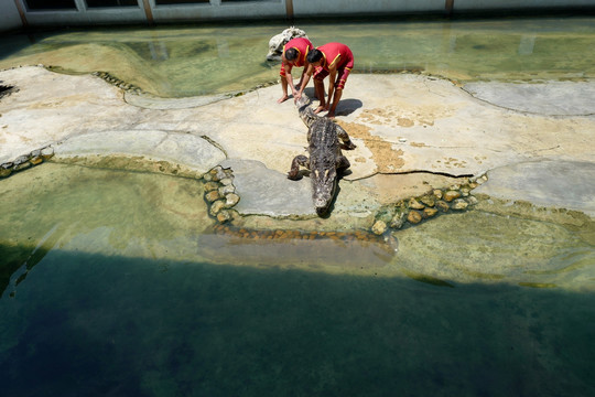 鳄鱼表演 驯兽 泰国曼谷 民俗