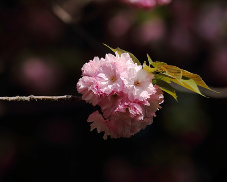 樱花