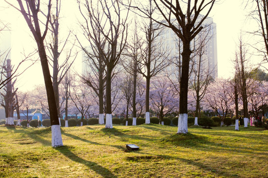 小树林 早晨