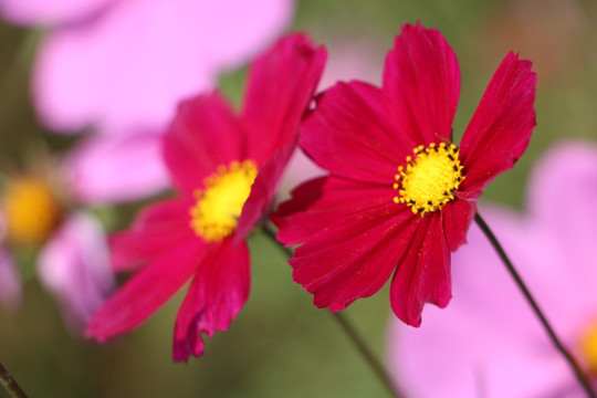 格桑花