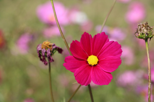 格桑花