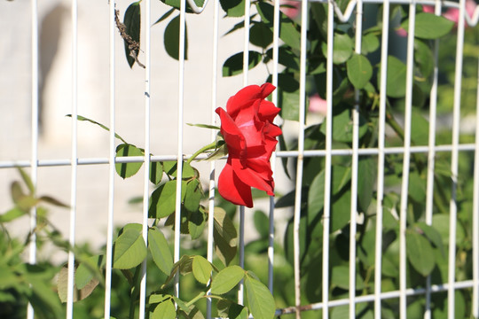 花卉