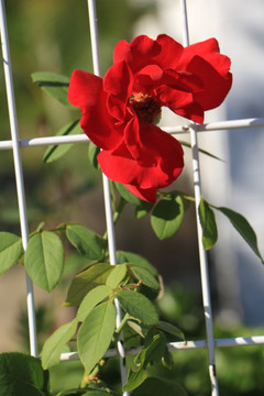 花卉