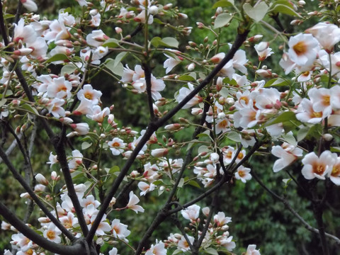 油桐花开