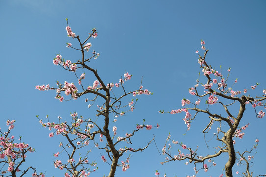 桃花蓝天春色艳