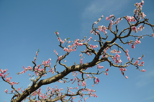 桃花蓝天春色艳