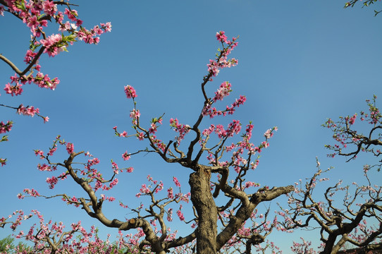 春天桃园里盛开的桃花