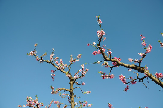 桃林春色花愈艳