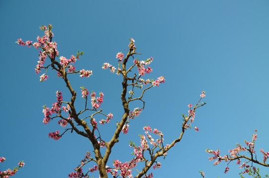 古老桃树逢春花