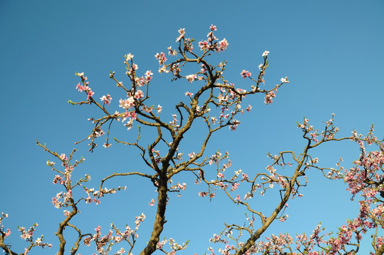 果园里的桃花