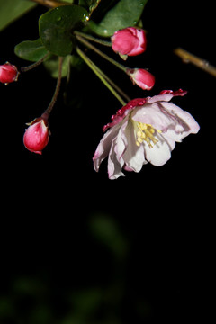 海棠春雨海棠花摄影图片