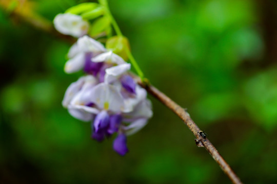 唯美紫藤花卉藤蔓紫色花朵jpg