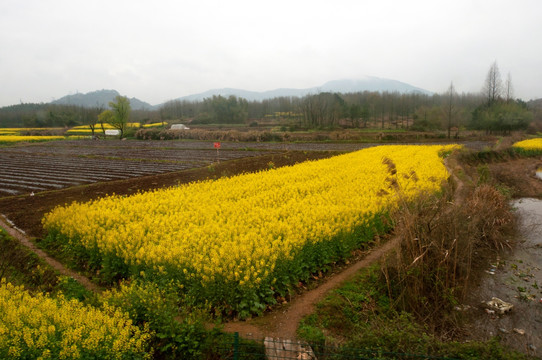 乡下土地油菜花