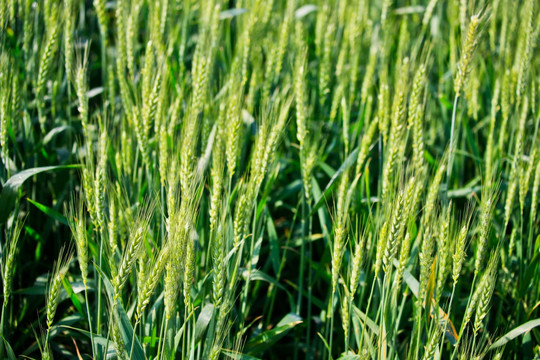 麦地即将成熟的小麦