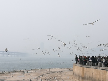 星海广场海鸥