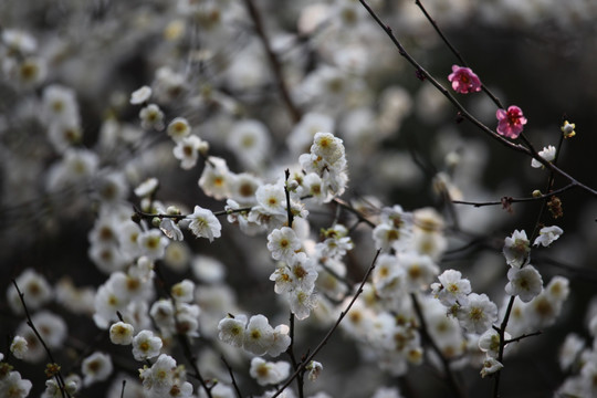 梅花 花