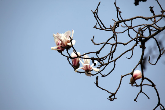 玉兰花 玉兰 花 兰花