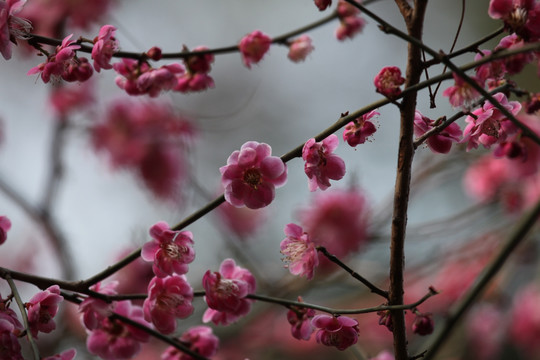 梅花 花 粉色 梅林