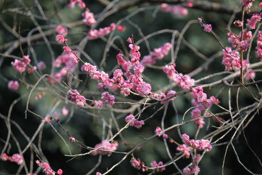 梅花 花 粉色 梅林 开花