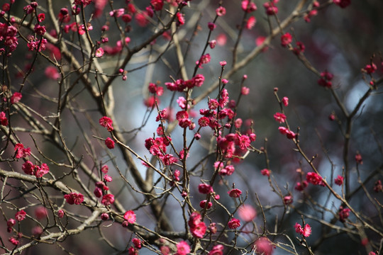 梅花 花 粉色 梅林 开花