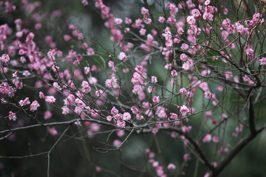 梅花 花 粉色 梅林