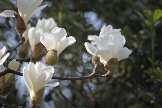 玉兰花 玉兰