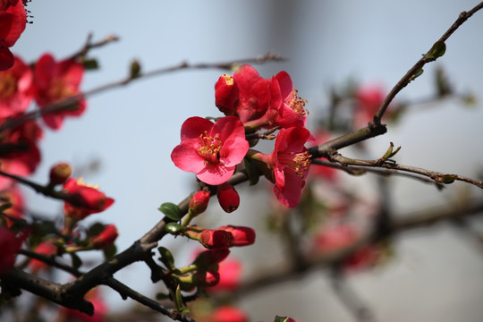 海棠花 花 花卉 春天 江南