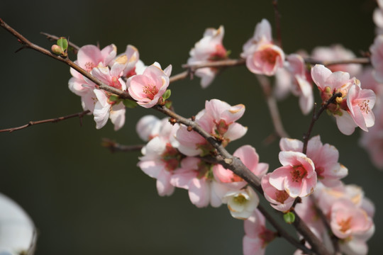 海棠花 花 花卉 春天