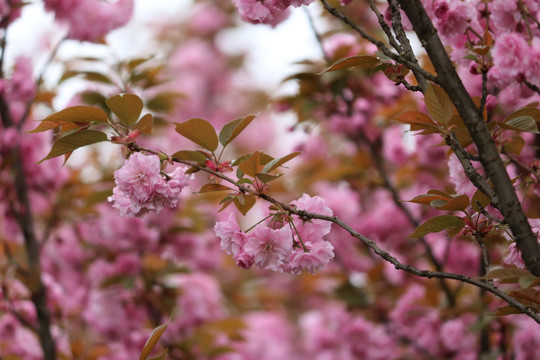 樱花
