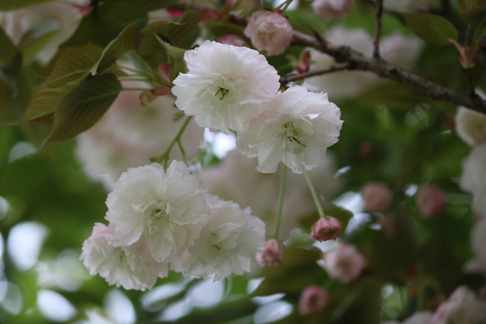 樱花