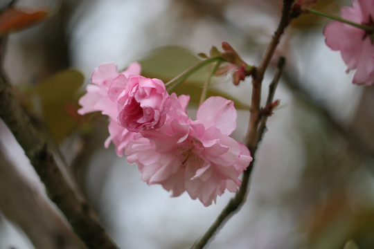 樱花