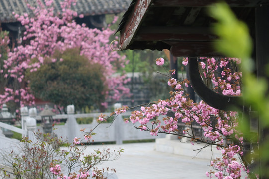 樱花