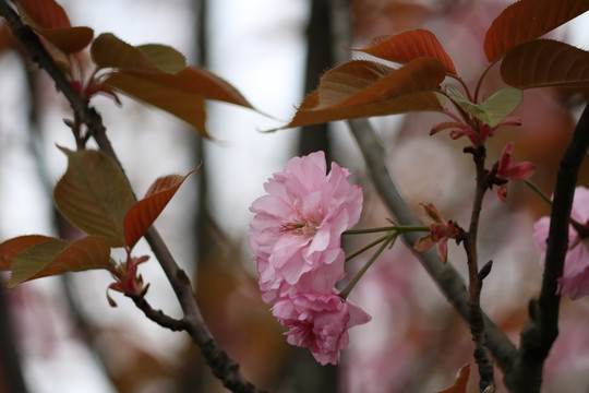 樱花