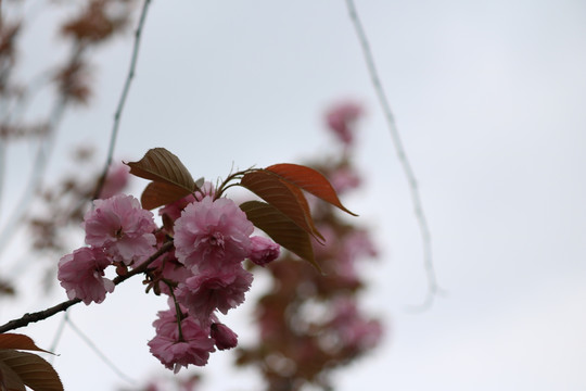 樱花