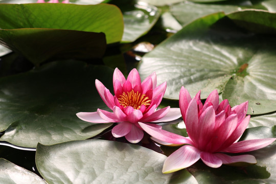 莲花