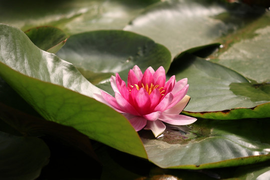 莲花