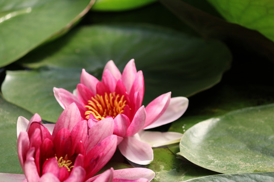 莲花